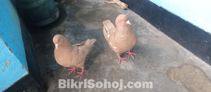 কিং কবুতর